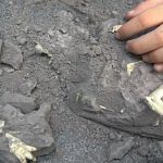 scavo-paleontologico-luccabimbi
