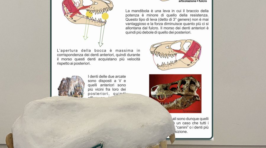 morso morso